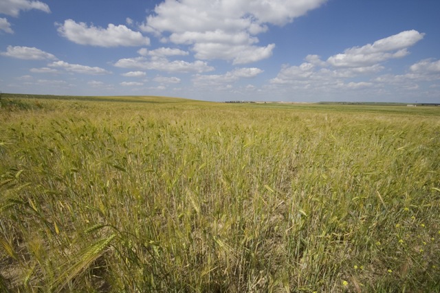 Programa de incremento de la biodiversidad en la estepa cerealista